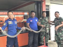 Ular King Kobra Sepanjang 3 Meter Masuk Pekarangan Warga di Suka Makmur, Aceh Besar