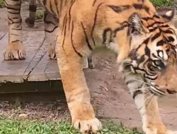 Geger Kemunculan Harimau di Gayo Lues, BKSDA Aceh Turun Tangan