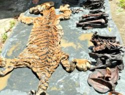 Penjual Kulit Harimau di Aceh Ditangkap Polisi